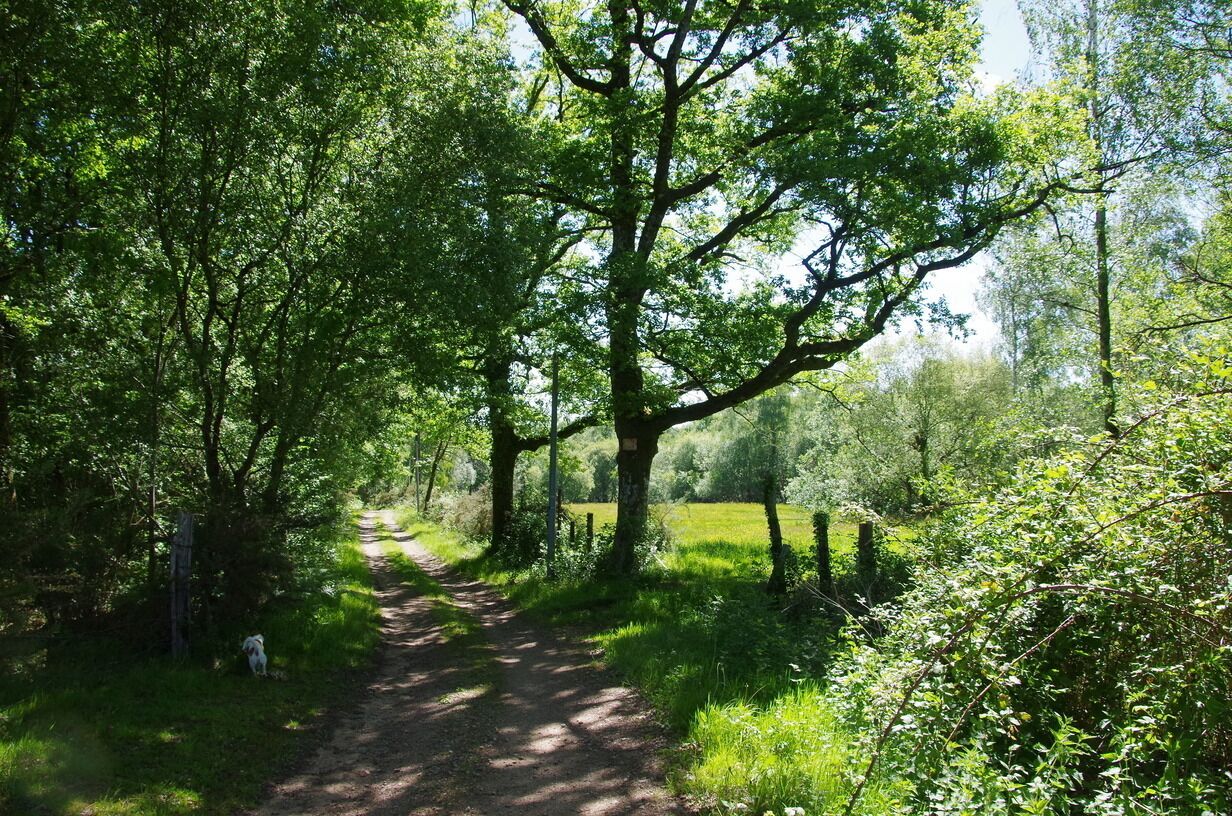 Un étroit sentier de terre, bordé d’arbres et d’herbe verdoyants, qui mène à une zone boisée.