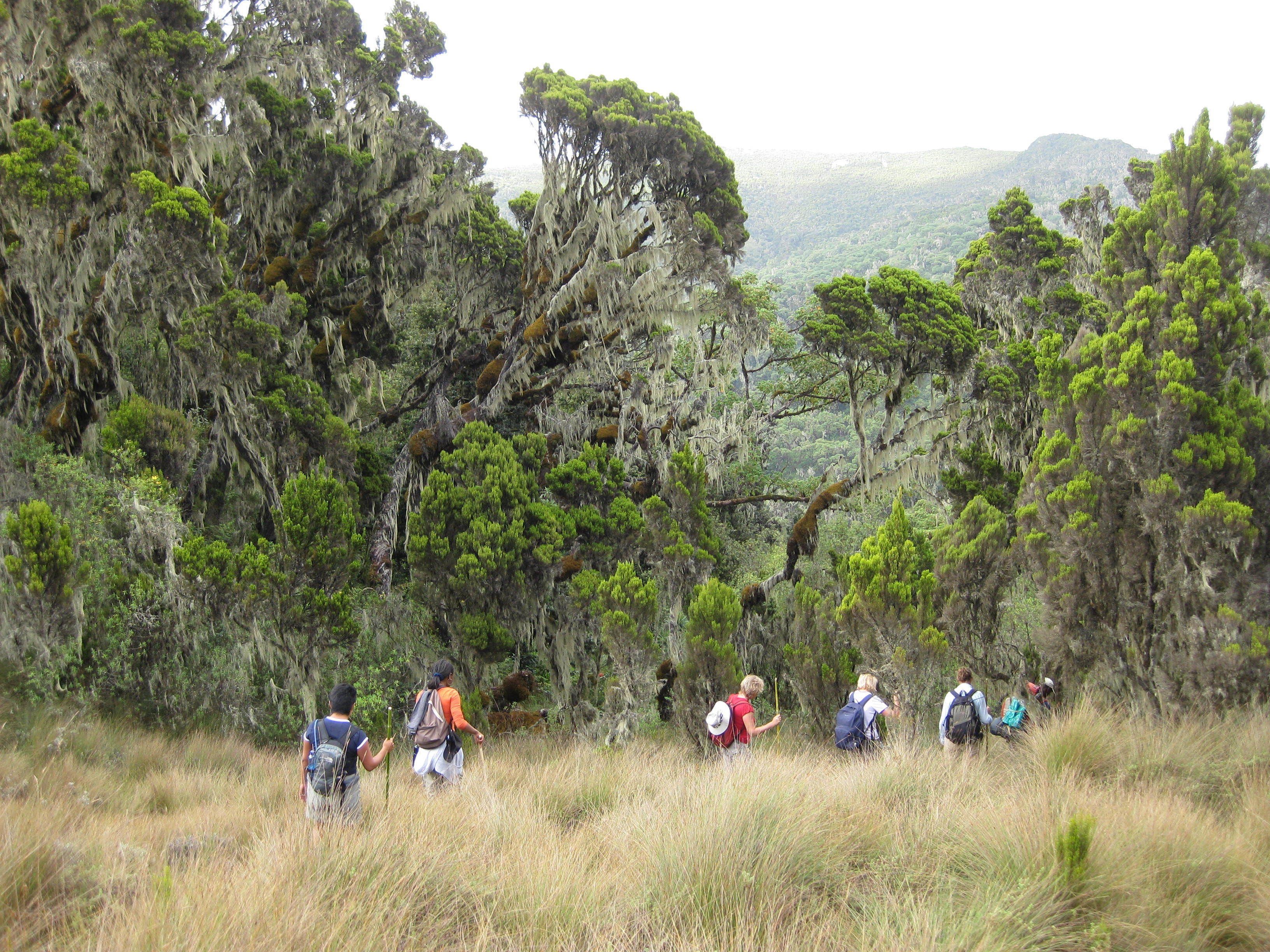 A group of people hiking in a forested area with tall trees and a mountainous backdrop.
