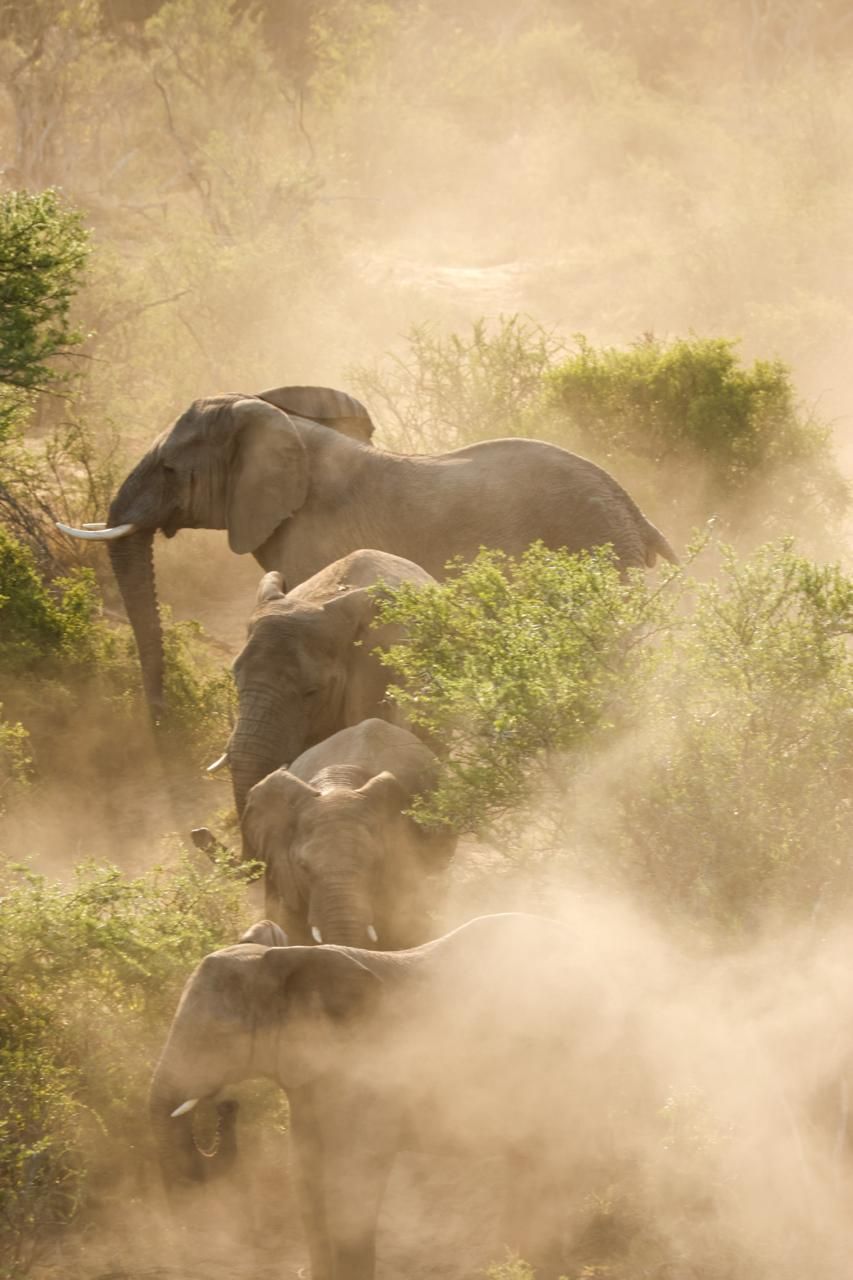 A group of elephants in a natural setting with trees and vegetation.