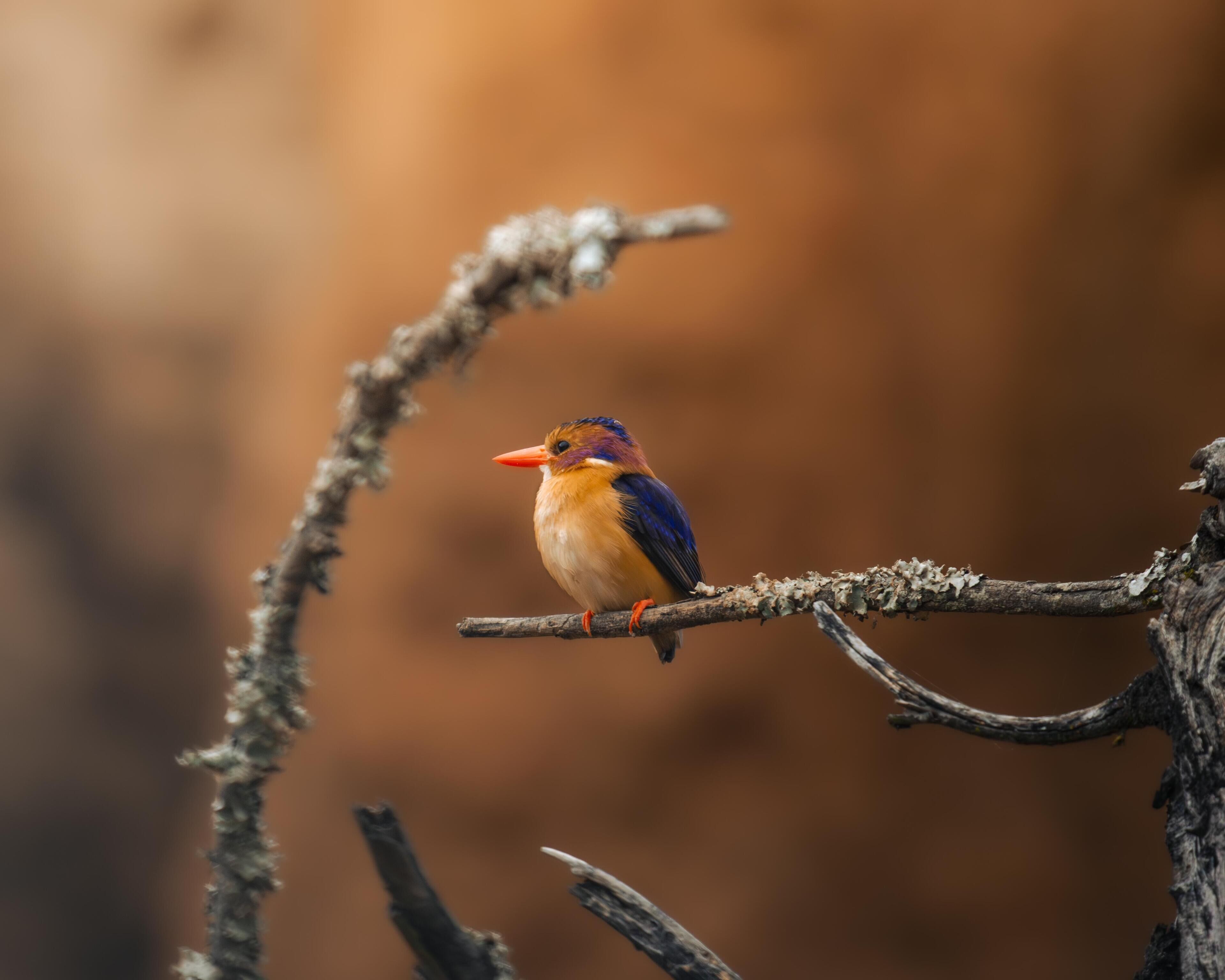 A bird perched on a branch.