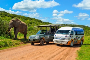 Safari