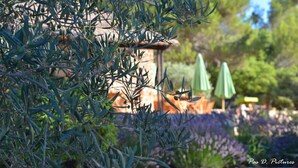 Un jardín con olivos y una estructura de piedra.