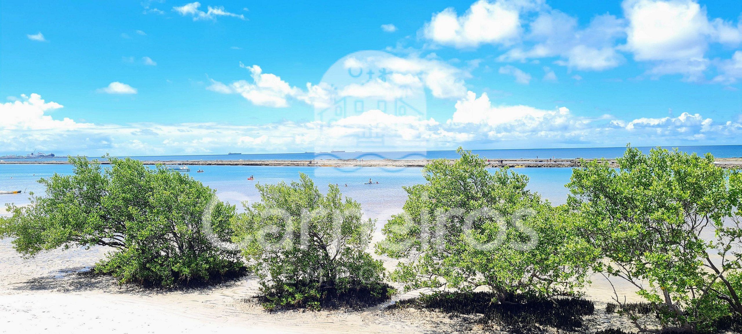 A beach with trees, a clear sky, and a distant ship.