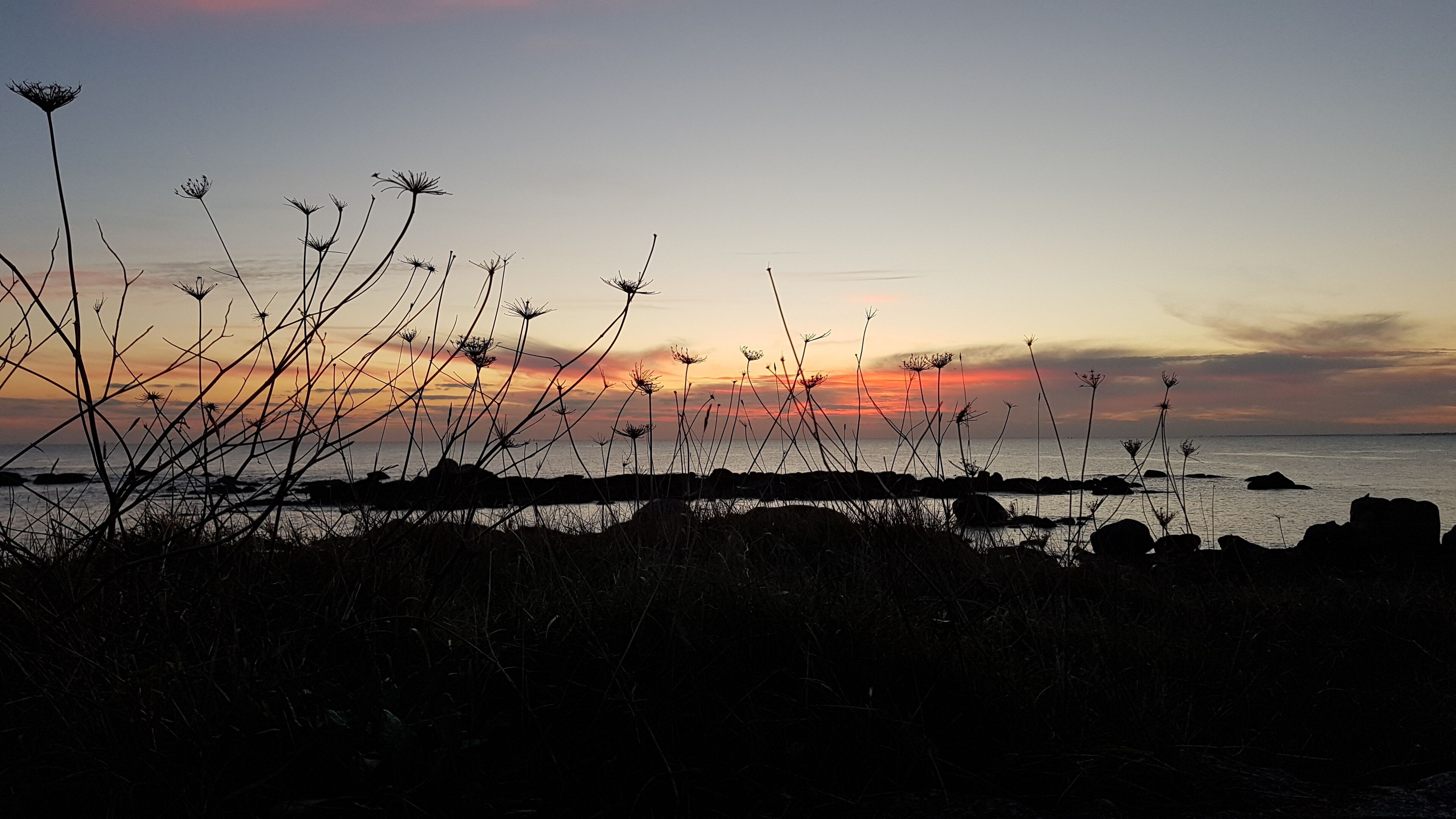 Zonsondergang bij de kust, met silhouetten van planten en rotsen.
