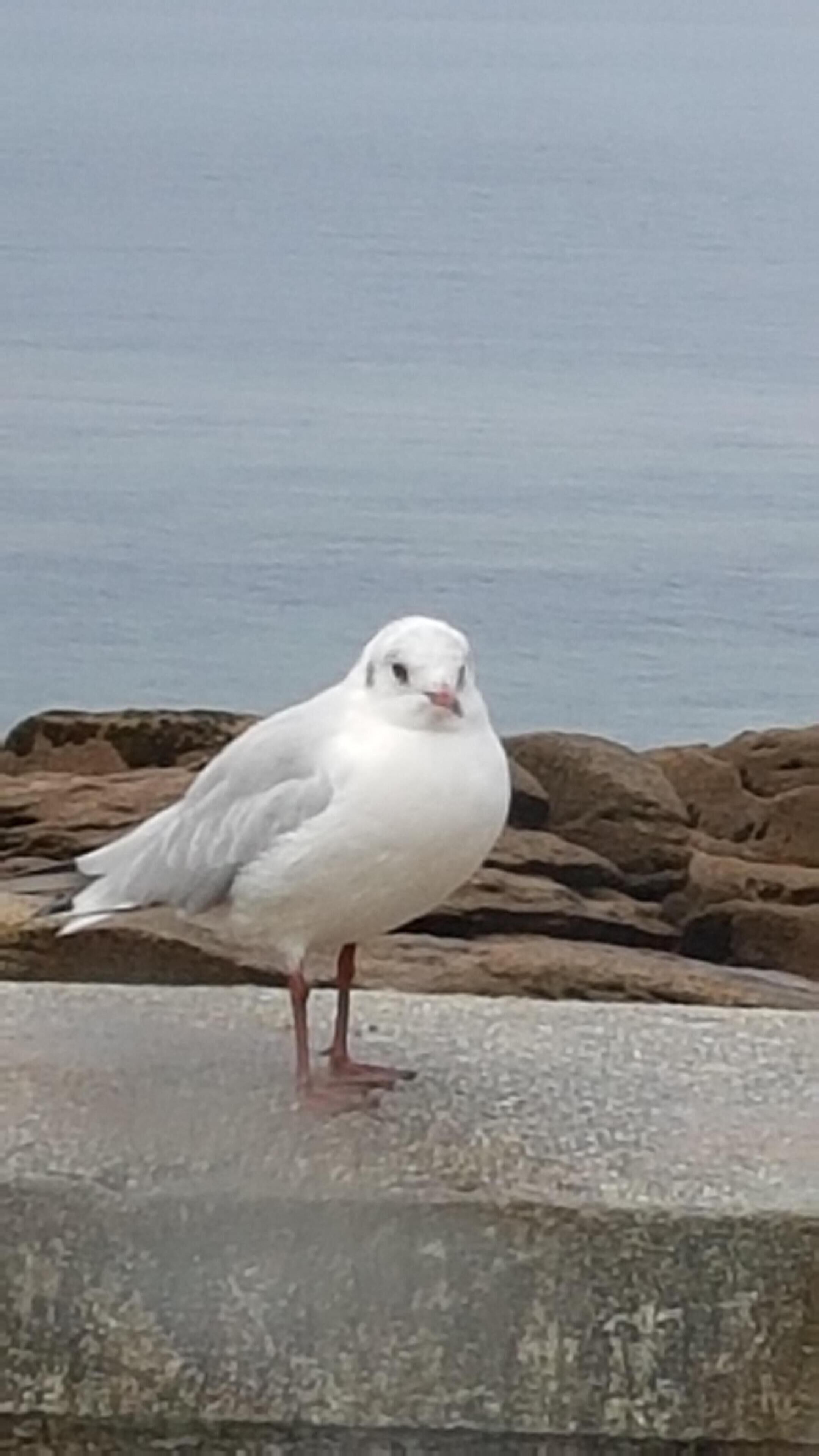 A white bird standing on a concrete surface near rocks by a body of water.