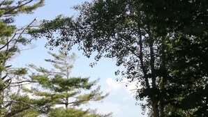 A grassy area with trees and a view of the sea. - Bay of Fundy ,Cobequid Bay, Steps to  the beach in  the Cliffs of Fundy Geopark (Economy)