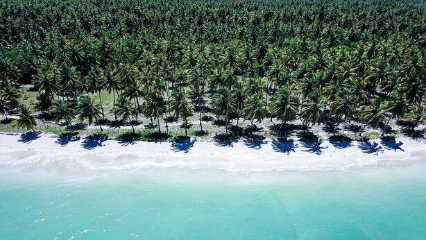 Vista aérea de una playa con filas de palmeras y una orilla arenosa.