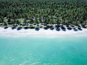 Luchtbeeld van een strand met rijen palmbomen en een zandstrand.