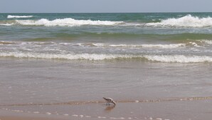 Une plage avec des vagues et un oiseau sur le sable.