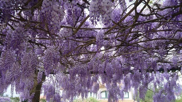 Un sendero bordeado por glicinias moradas que conduce a un edificio con tejado de baldosas.