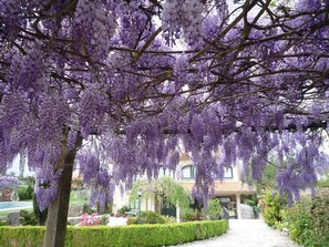 A pathway lined with purple wisteria trees, leading to a building with a tiled roof.
