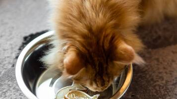A cat drinking from a stainless steel bowl on a textured floor.