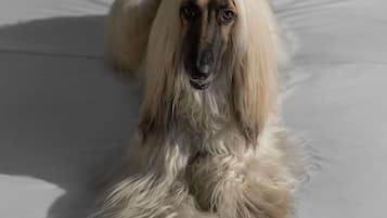 Un chien allongé sur un lit recouvert d’un drap blanc.