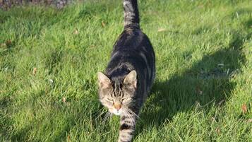 A cat walking on grass.