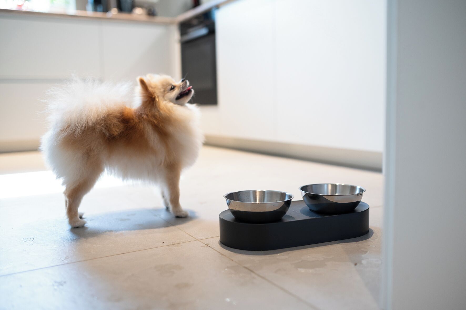 A small dog standing on a tiled floor next to a black feeding station with two metal bowls.