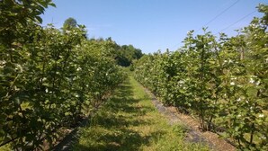 A vineyard with rows of grapevines and a clear path between them.