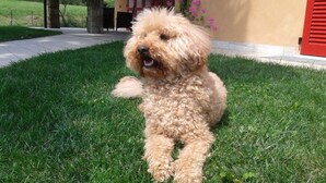 A small, curly-haired dog lying on grass in front of a building with a red door and a window with shutters.