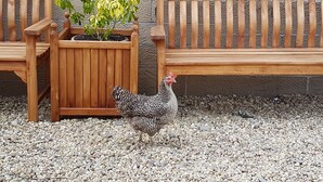 A wooden bench, a planter with a plant, and a chicken walking on gravel. - The Old Schoolhouse Hotel (Larkhall)