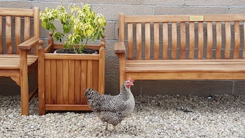 Jardines del alojamiento