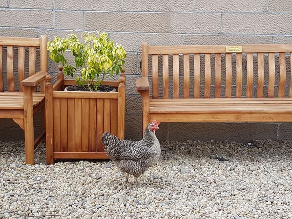 A wooden bench, a planter with a plant, and a chicken walking on gravel. - The Old Schoolhouse Hotel (Larkhall)
