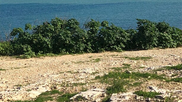 A coastal landscape with a clear sky, calm sea, and a rocky foreground with greenery. - Private Apartment... (FREE WIFI ) (st pauls bay)