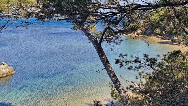 A clear coastal view with a tree in the foreground and a sandy beach in the background. - Apartment in Cavalaire near Sandy Beach (Cavalaire sur Mer)