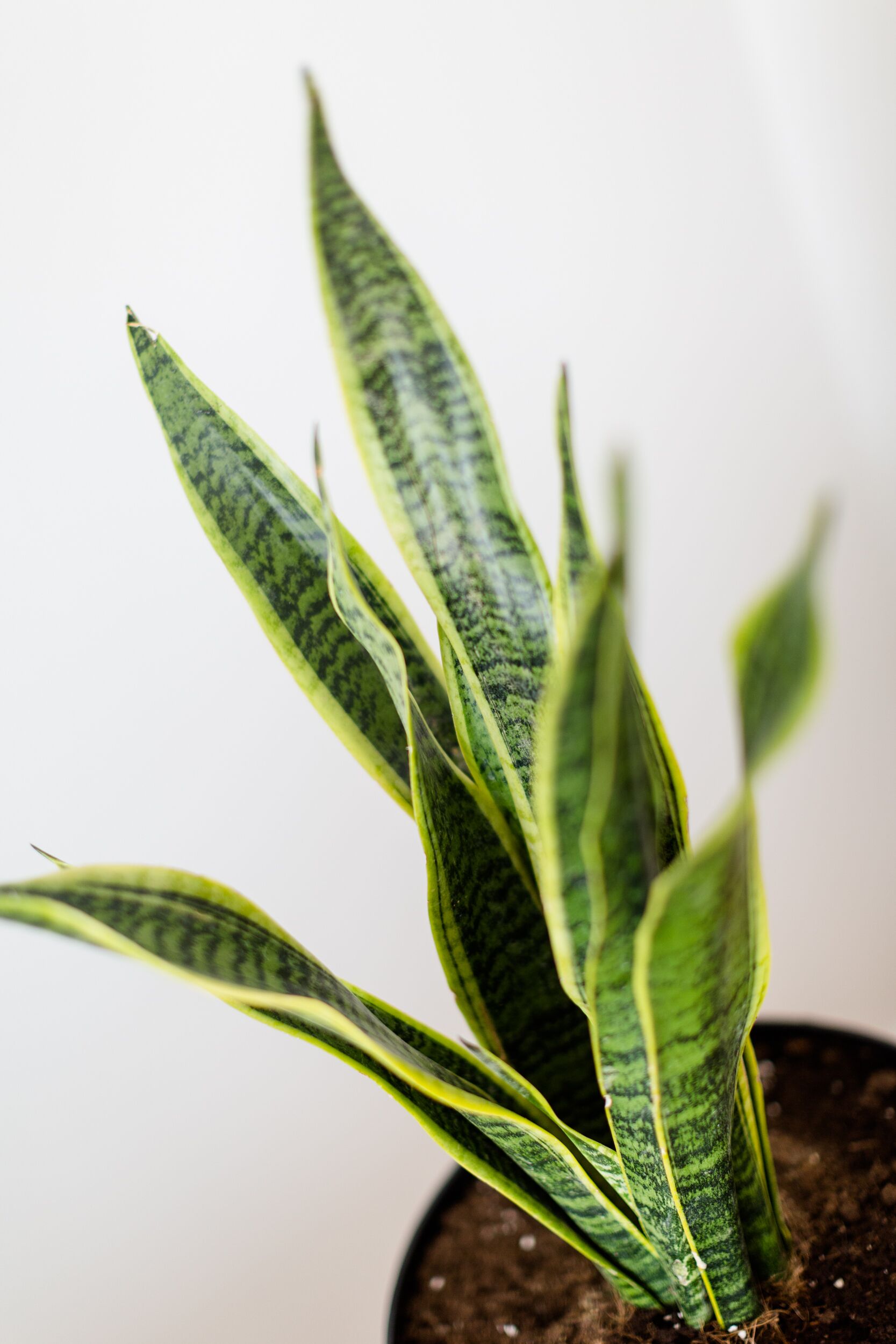 A potted plant with variegated leaves.