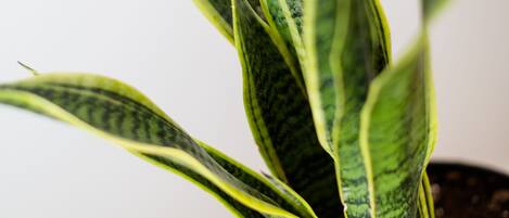 A potted plant with variegated leaves.