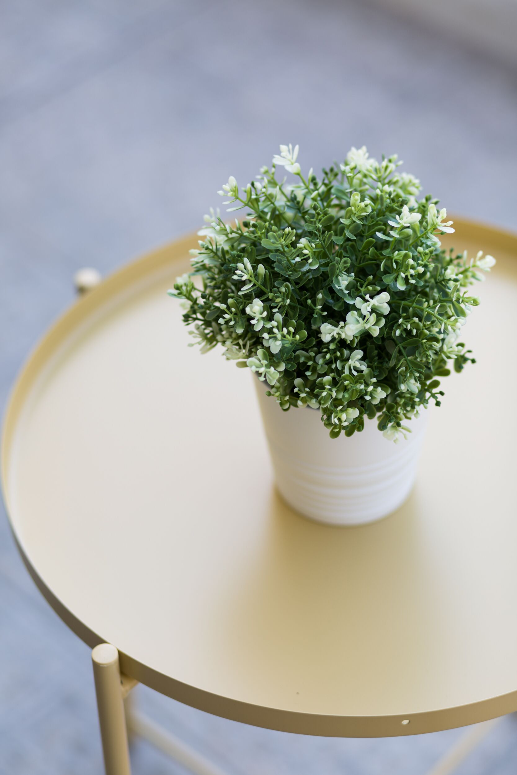 A small white potted plant with green foliage on a round table with a gold frame.