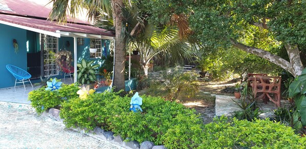 Garden - Silver Dawn (Treasure Beach)