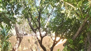 A hammock strung between trees in a garden with a stone pathway. - Houses Amaro.   Spacious, comfortable, cozy and wonderful views  (0rgiva)