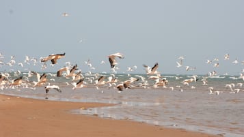 Tæt på stranden