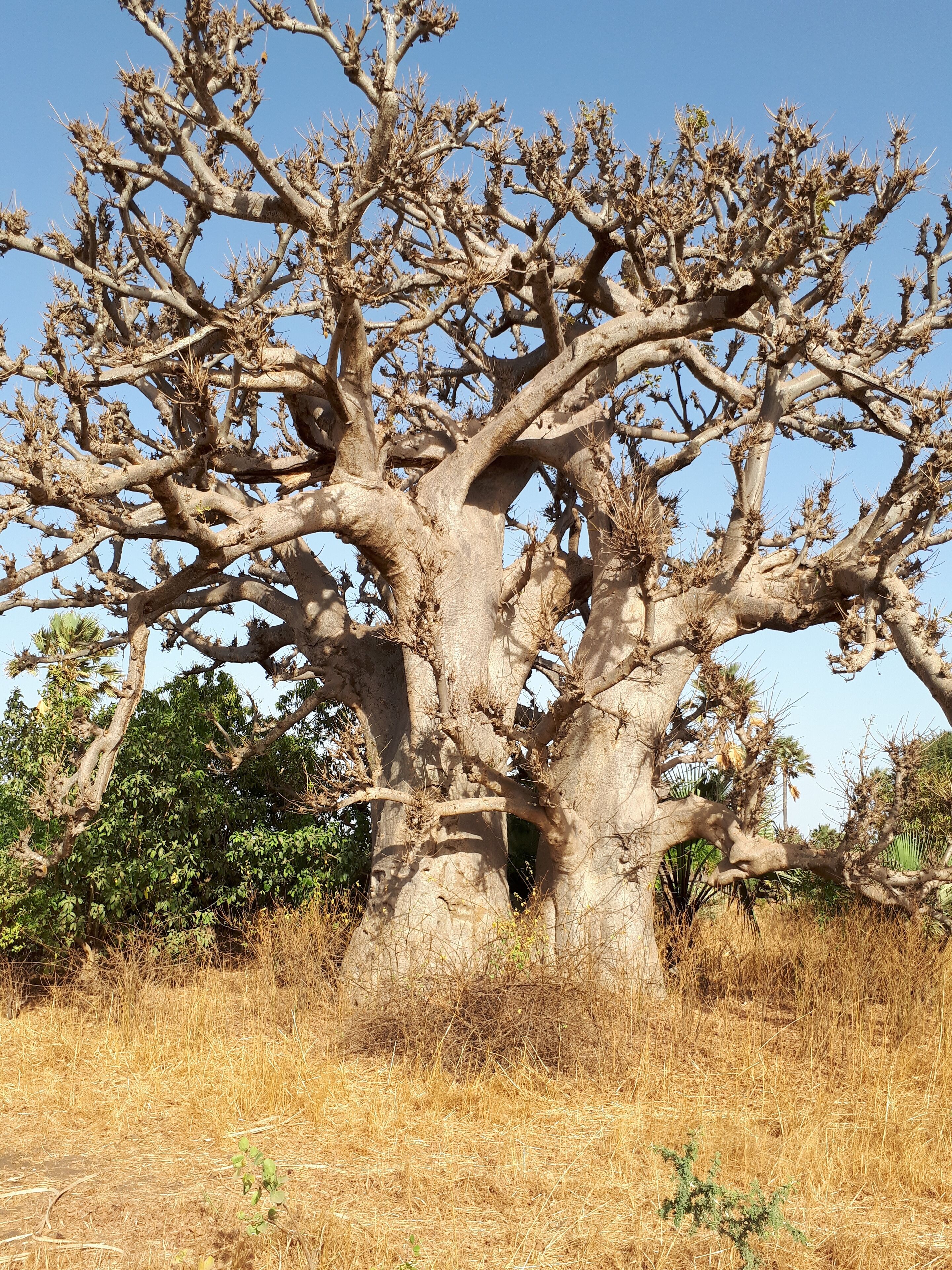 Un grand arbre, bien développé, avec un tronc épais et de larges branches qui s’étendent de tous côtés, entouré d’herbes sèches et d’autres plantes.