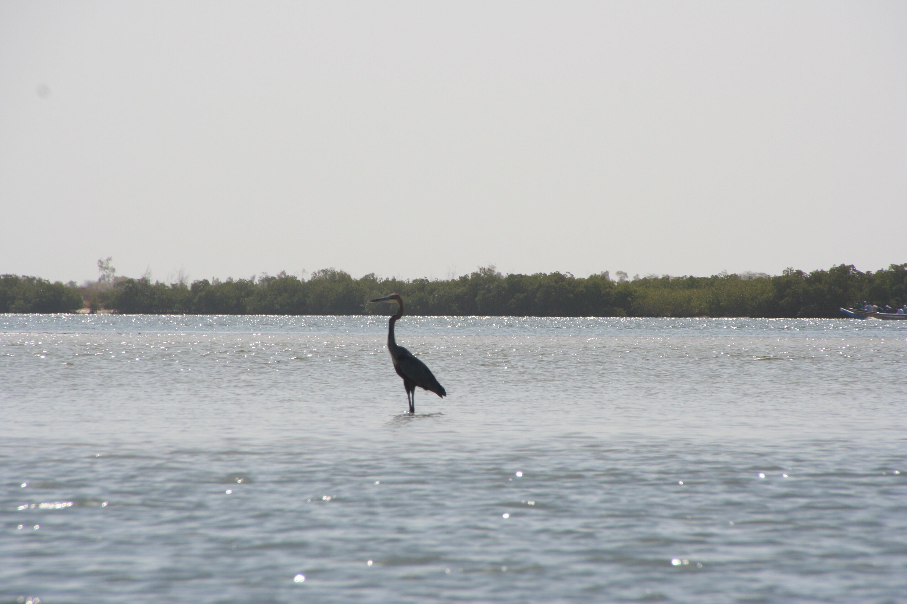 Un oiseau se tient dans l’eau, avec une côte lointaine en arrière-plan.