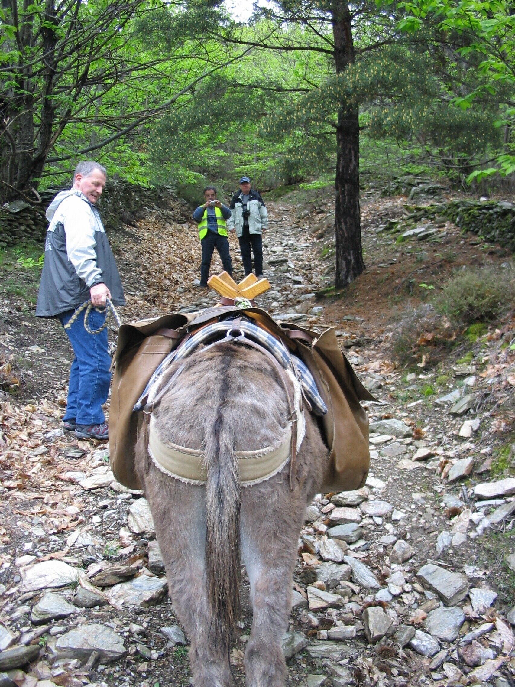A horse-drawn carriage on a rocky path in a forested area.