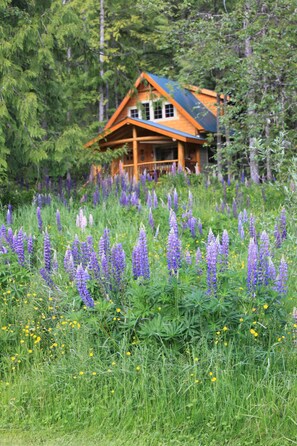 Cabin tucked into the edge of the forest, with an abundance of June Lupins.