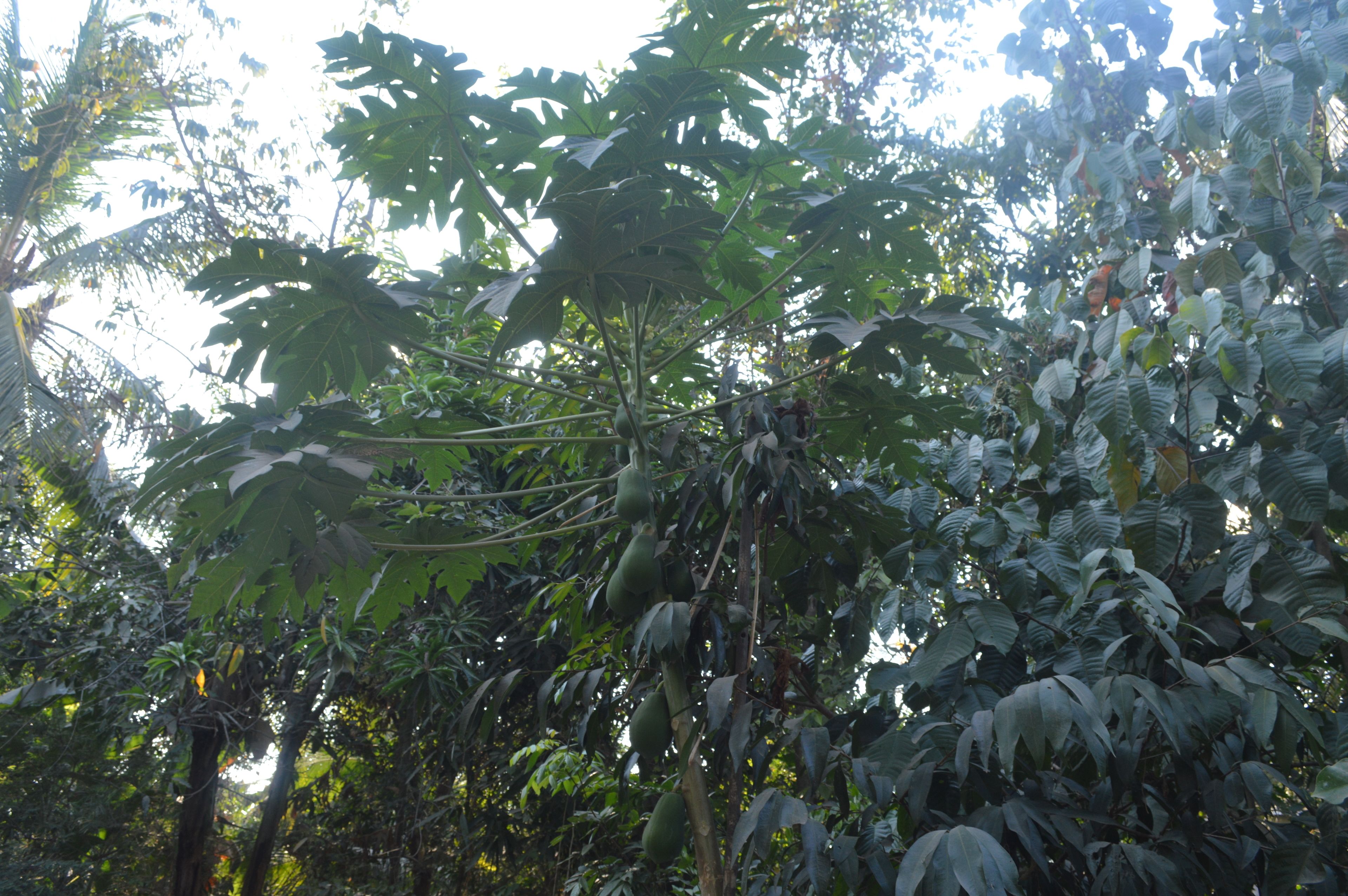 Foto - Sok Phen Homestay