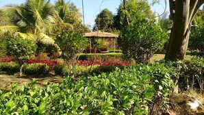 Exterior - Baaz Jungle Resort (Kurai)