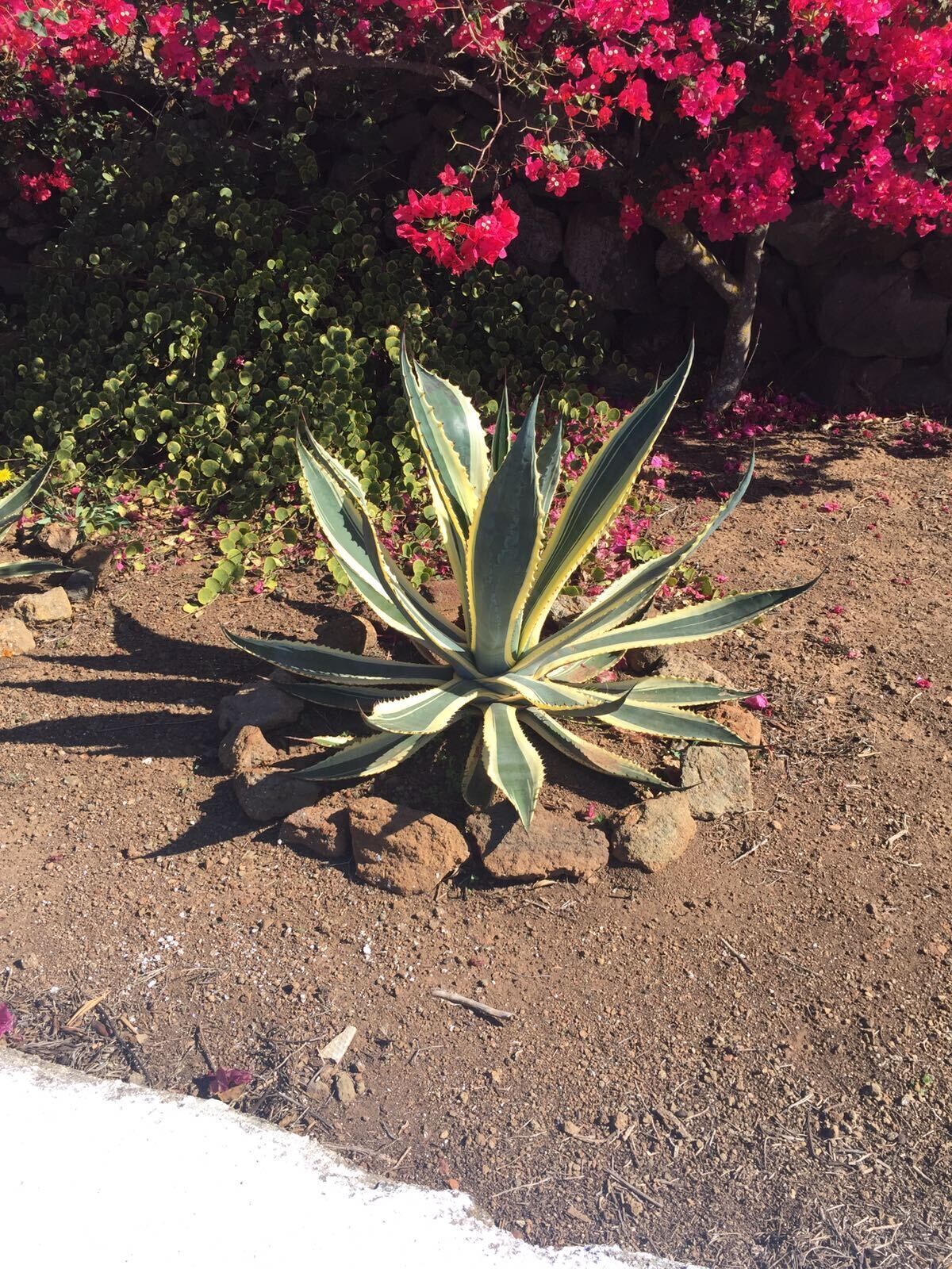 Ancient Dammuso renovated in Rekhale