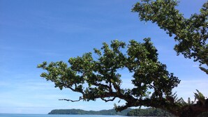 Une plage avec un grand arbre au premier plan, une rive sablonneuse et une mer calme.