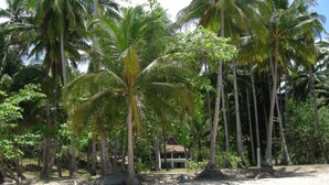 Une plage bordée de palmiers, avec un bâtiment visible au loin.