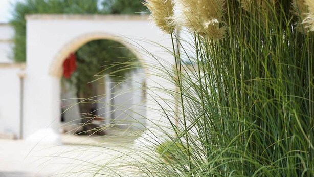 Ein Detailbild von hohem, grünem Gras und Pampasgras in einem Garten.