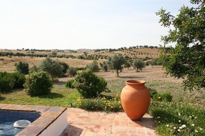 Property grounds - Monte das Acácias - 199 Olive Trees (Corval)