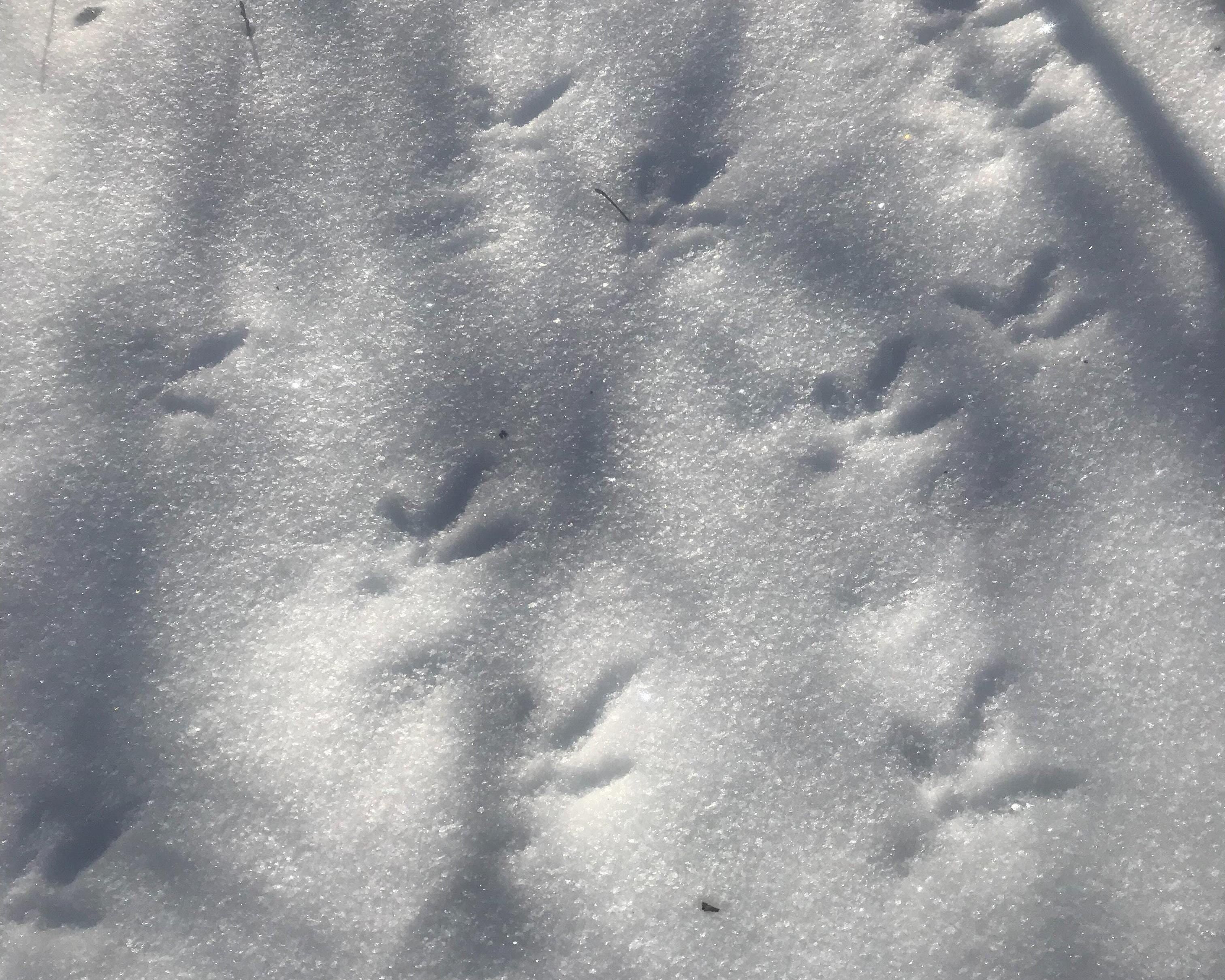 Tentrr Signature Site - Halfmoon Hollow