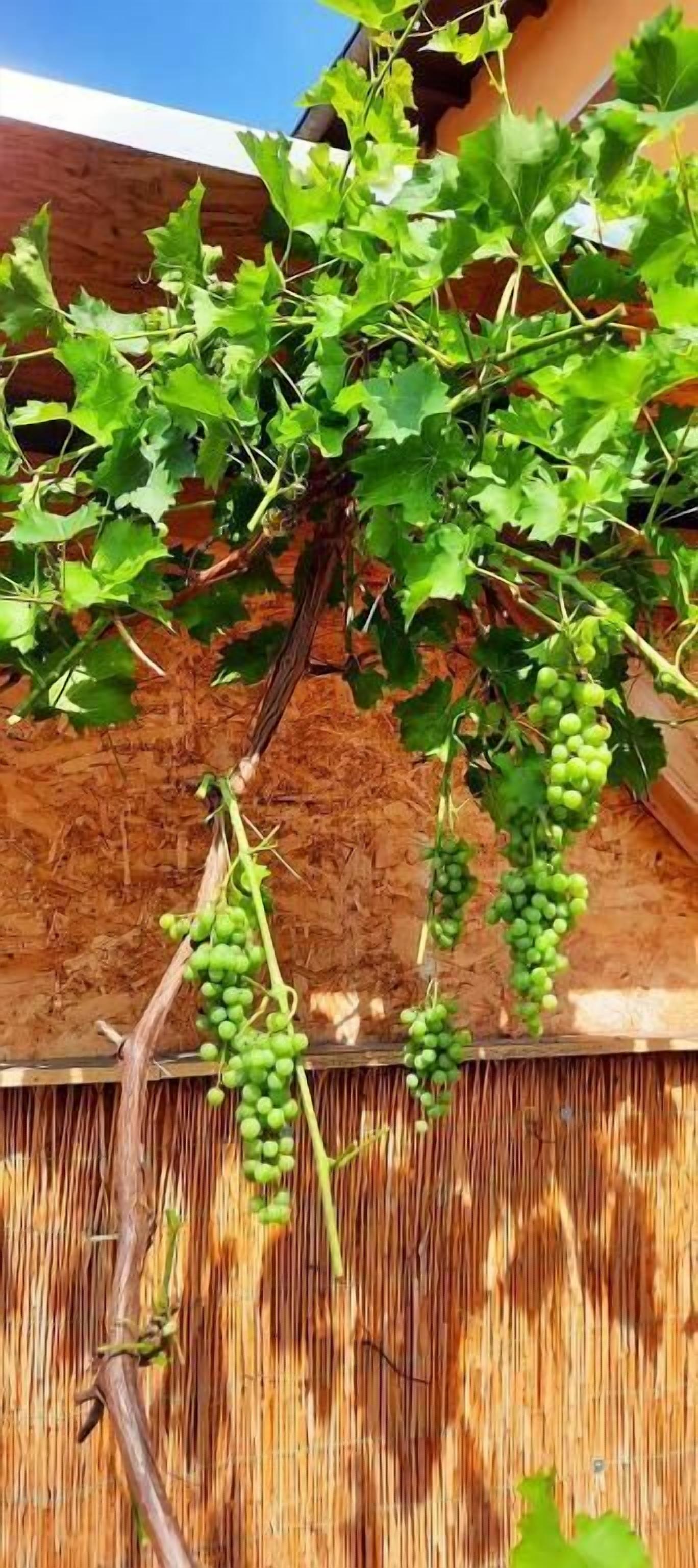 Una vid con racimos de uvas verdes colgando de las ramas.