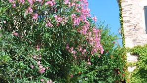 A stone pathway flanked by lush greenery and pink flowering bushes.