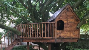 Une nichée à oiseaux en bois, dotée d’une petite ouverture, d’un escalier en bois menant à l’intérieur, et entourée d’un jardin agrémenté d’arbustes.