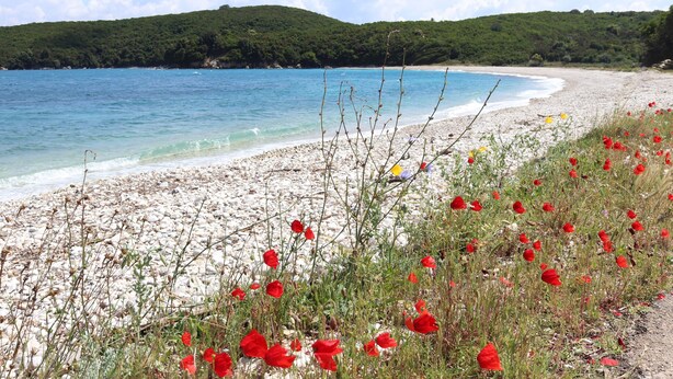 Une plage de galets blancs, parsemée de fleurs rouges, bordée par une mer bleue et limpide.