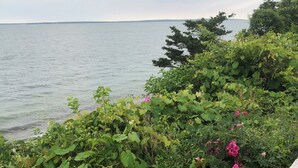 Un paysage côtier caractérisé par une végétation luxuriante et une clôture en bois.