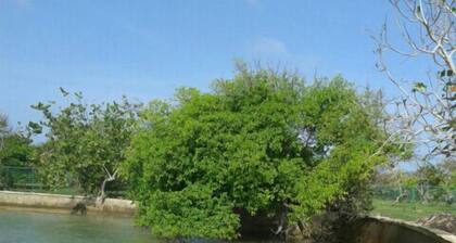 A Place of Tranquility where the Caribbean Sea is your backyard